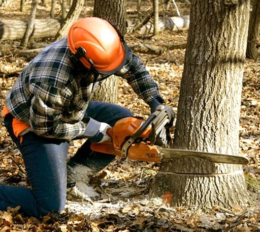 Tree Removal in Rushsylvania, OH